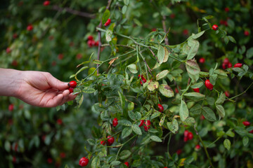 Rosehip on the rosa canina bush  in early autumn, ready for harvest. Lots of red healthy berries, foraging for wild food.