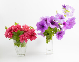 Different petunia flowers isolated on a white background, double and ampelous petunia. Red double flowers and purple with dark veins