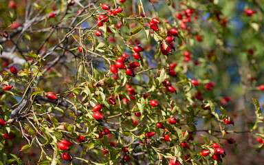 Harvest of Rosehip from the dog rose - rosa canina bush in early autumn.