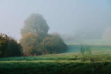 Obraz premium Calm autumn morning on rural meadow. Fogy scenery, white edit space.