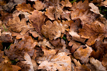 Fallen autumn oak leaves on the ground, close-up