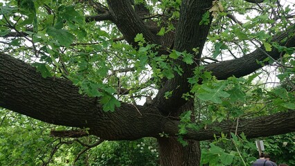 Green branches of a powerful oak