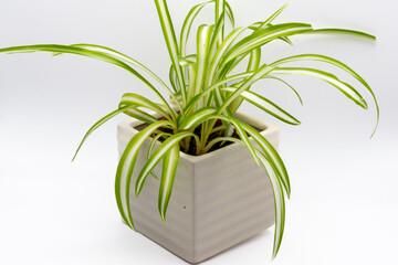 Isolated baby Chlorophytum comosum, usually called spider plant or common spider plant due to its spider-like look, also known as spider ivy, airplane plant or ribbon plant.