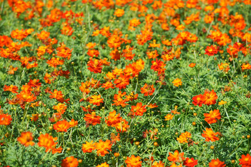 Vibrant Orange Flowers in Full Bloom Covering a Sunny Field, Capturing the Essence of Spring and Nature's Bounty, Perfect for Outdoor and Floral Themes