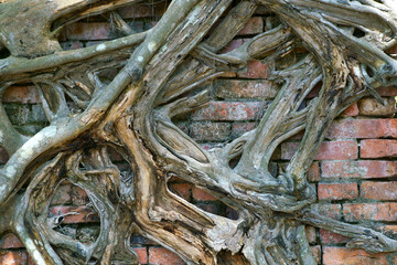 Intricate Natural Patterns of Gnarled Tree Roots Intertwined with Weathered Brick Wall, Highlighting Organic Architecture and Textural Contrast in Nature