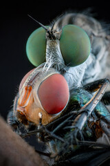 Robber fly with prey