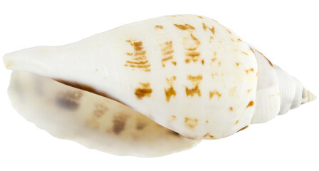 Seashell white and beige isolated on a transparent background. Very close macro photography. Completely in focus.