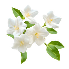 Obraz premium Delicate white blossoms