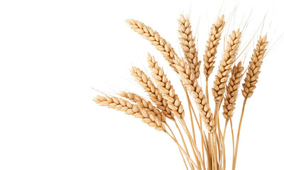 Breathtaking display of golden wheat stalks gracefully swaying in the breeze, evokes the essence of nature’s bounty, a symbol of harvest and sustenance, reverberating with life.