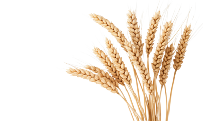 Breathtaking display of golden wheat stalks gracefully swaying in the breeze, evokes the essence of nature’s bounty, a symbol of harvest and sustenance, reverberating with life.