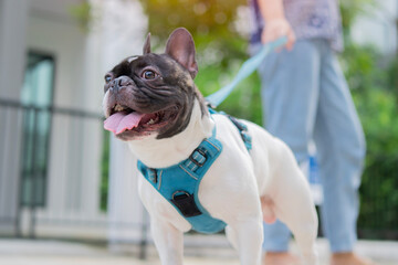 French bulldog puppy walking on a leash in the park with its owner.