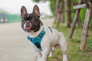 Fototapeta premium Cute black and white French bulldog puppy standing on the side of the road with trees.