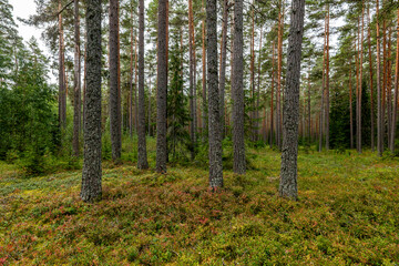 Fototapeta premium Pine tree landscape in autumn
