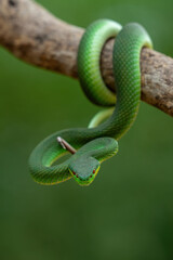 Green White-lipped Pit Viper (Trimeresurus insularis). Indonesian viper snake on tree branch.