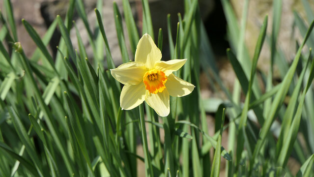 Beautiful Bunch of Yellow Daffodils growing in a garden in UK