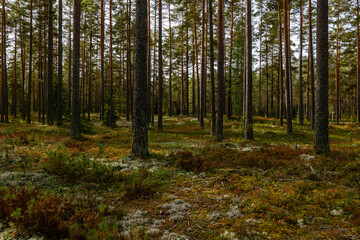 Obraz premium Pine tree landscape in autumn