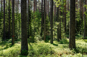 Fototapeta premium Pine tree landscape in spring