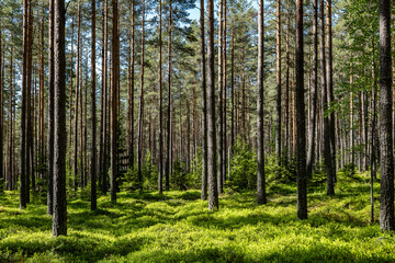 Fototapeta premium Pine tree landscape in spring