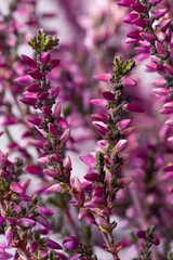 Purple flowering Erica plant close up as background