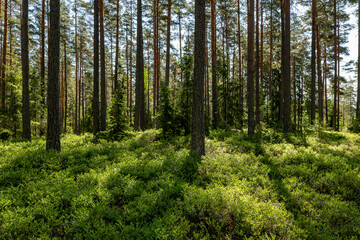 Fototapeta premium Pine tree landscape in spring