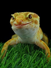 potrait close-up cute leopard gecko on black background	