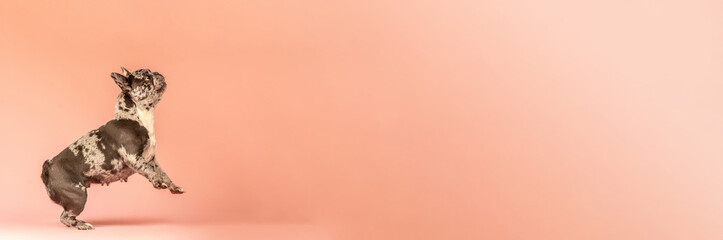 French bulldog on pink studio background textspace banner
