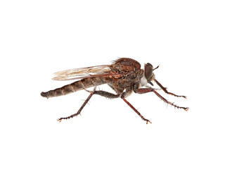 Asilidae. Robber flies on a white background. Asilids are insects with attitude. They are active predators of other insects and therefore have good eyesight and rapid reactions.