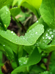water drops on a green leaf