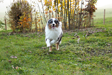 playful australian shepherd blue merle running in the green autumn garden