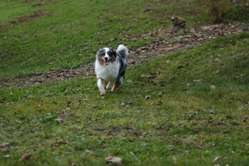 playful australian shepherd blue merle running in the green autumn garden