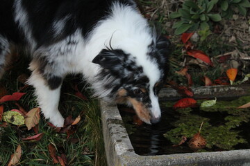 australian shepherd blue merle drinking water with fall leafes