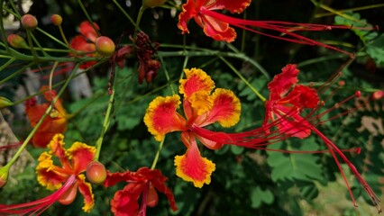 Vibrant red and yellow flowers in a garden.