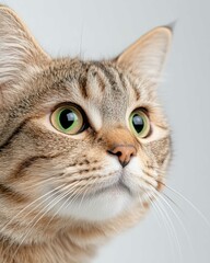 Bengal Cat Photos | Exotic and Playful Bengal Cats | High-Quality Pet Photography for Stock

