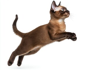 Cat kitten in motion pose transparent background