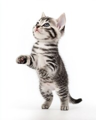 Cat kitten in motion pose transparent background