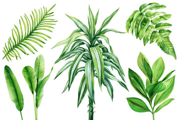 Fototapeta premium Tropical plant leaves watercolor painting, dracaena, banana, palm, fern. Exotic greenery collection on white background