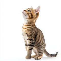 Cat kitten in motion pose transparent background