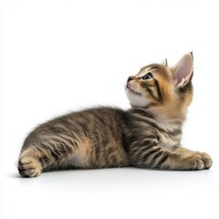 Cat kitten in motion pose transparent background