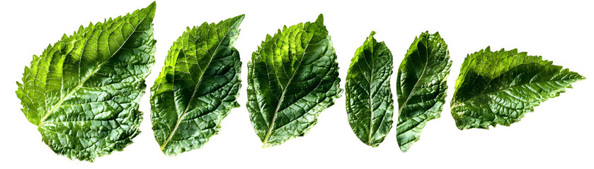 Obraz premium Green Leaves with Veins Arranged in a Row Isolated on a Transparent Background