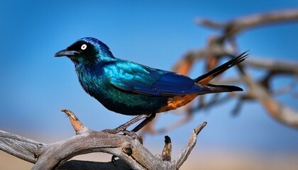 Naklejka premium blue jay on a branch