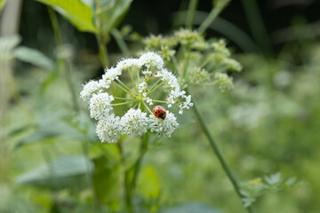 ladybug on white flowers