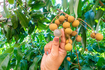 Farmer hand opening Longan at Longan,Thai fruits or Tropical fruits young longan in Lamphun Thailand,Dimocarpus longan..