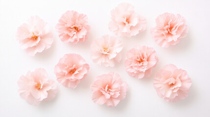 Pink Flowers on White Background