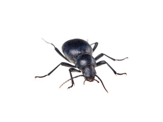 Black beetle on a white background. Tentyria is a genus of beetles in the family Tenebrionidae