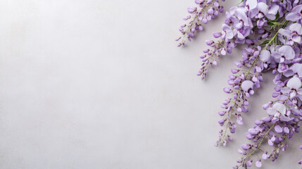 Purple Wisteria Flowers on White Background