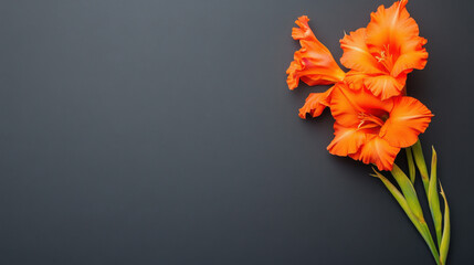 Orange Gladiolus Flower on Dark Grey Background