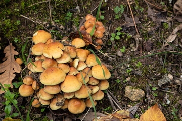 Sulfur mushrooms, also known Hypholoma fasciculare, are mushrooms commonly found in mountainous areas at altitudes of 1000 meters or more. These mushrooms are recognizable by their orange-yellow 