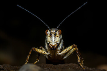 A bug with a black head and brown body is standing on a rock