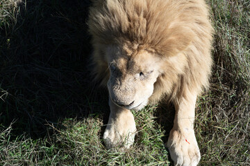 Lion, Grass, South Africa - White lion resting in grass, a rare color morph.