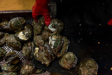 Korean seafood ingredients. fresh abalone